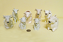 Herd of white cow creamers