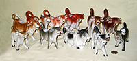 A herd of German cow creamers
