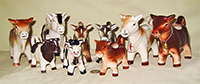 Several japanese short horn cow creamers