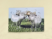 V&A's Schuppe Cow Creamer Postcard 